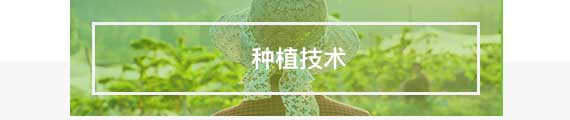 种植技术